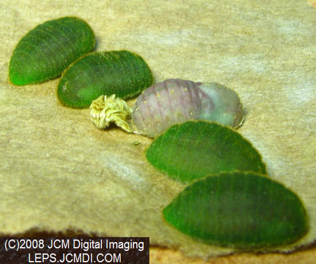 Great Purple Hairstreak Butterfly Life Cycle Image JCMDI.COM