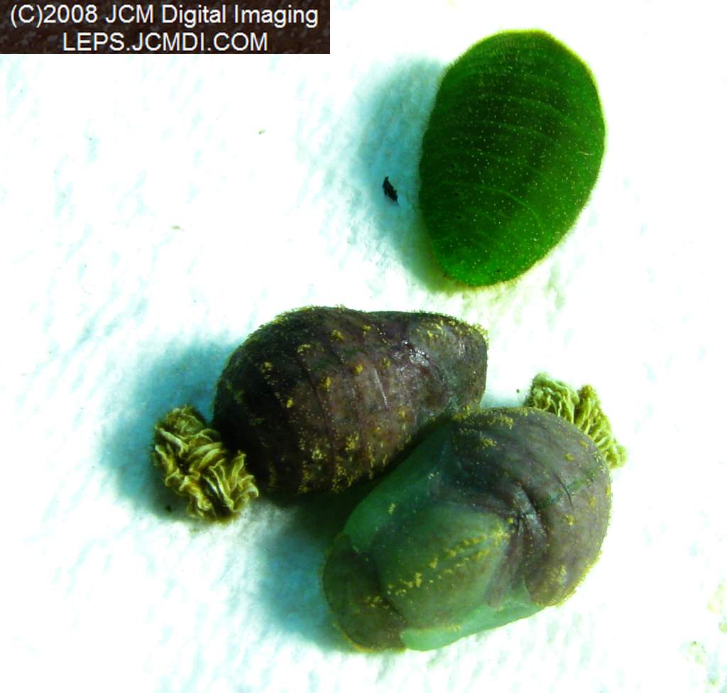 Great Purple Hairstreak Butterfly Life Cycle Image JCMDI.COM
