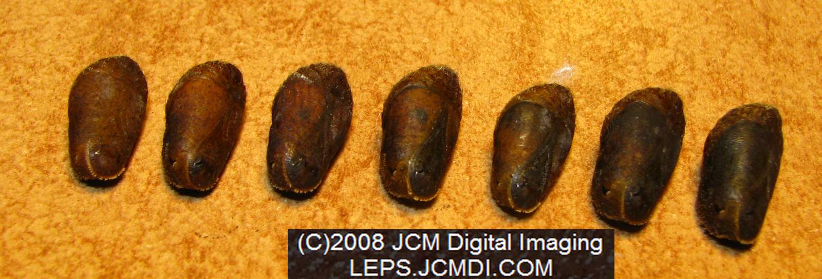 Great Purple Hairstreak Butterfly Life Cycle Image JCMDI.COM