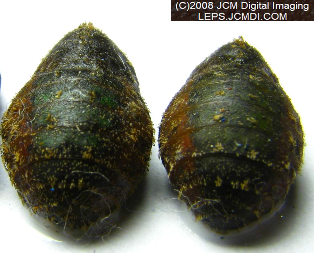 Great Purple Hairstreak Butterfly Life Cycle Image JCMDI.COM