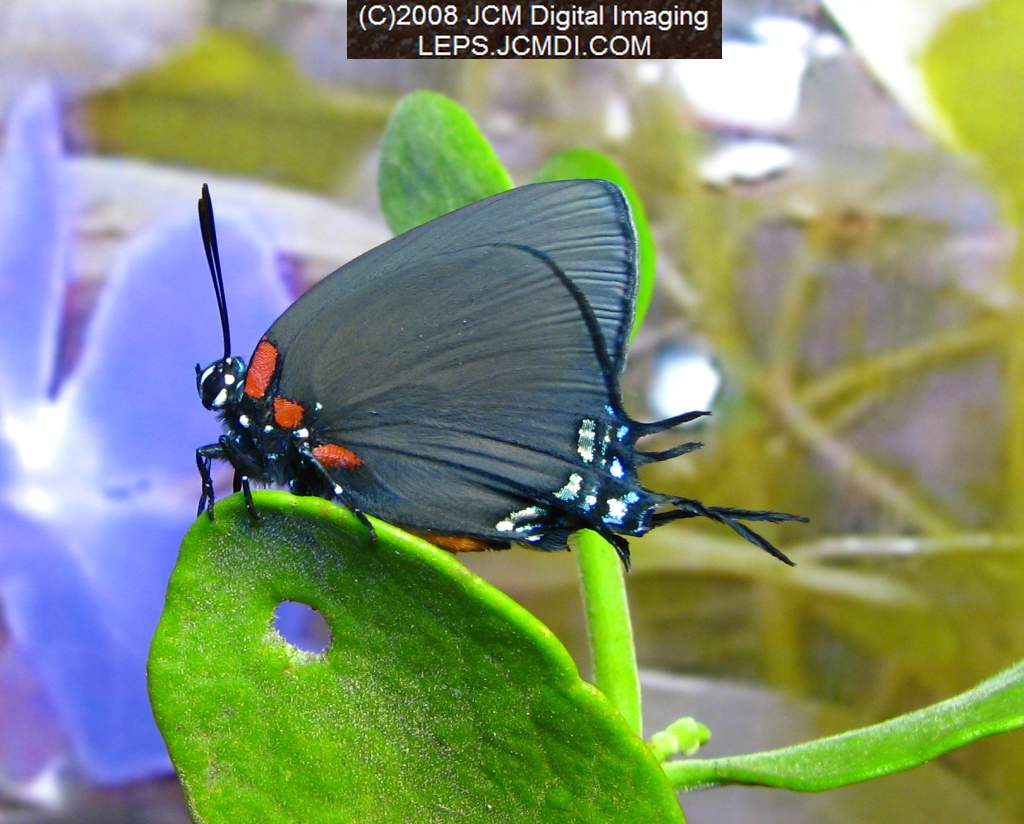 Great Purple Hairstreak Butterfly Life Cycle Image JCMDI.COM