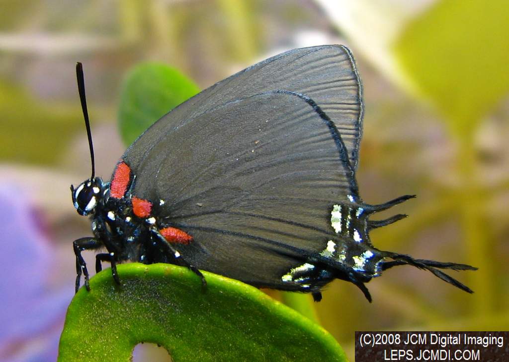 Great Purple Hairstreak Butterfly Life Cycle Image JCMDI.COM