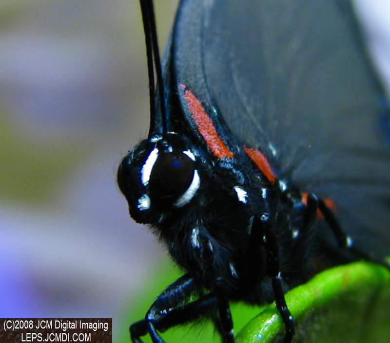 Great Purple Hairstreak Butterfly Life Cycle Image JCMDI.COM