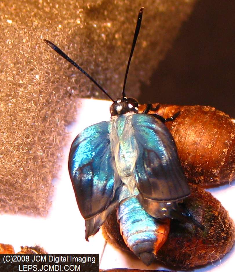 Great Purple Hairstreak Butterfly Life Cycle Image JCMDI.COM