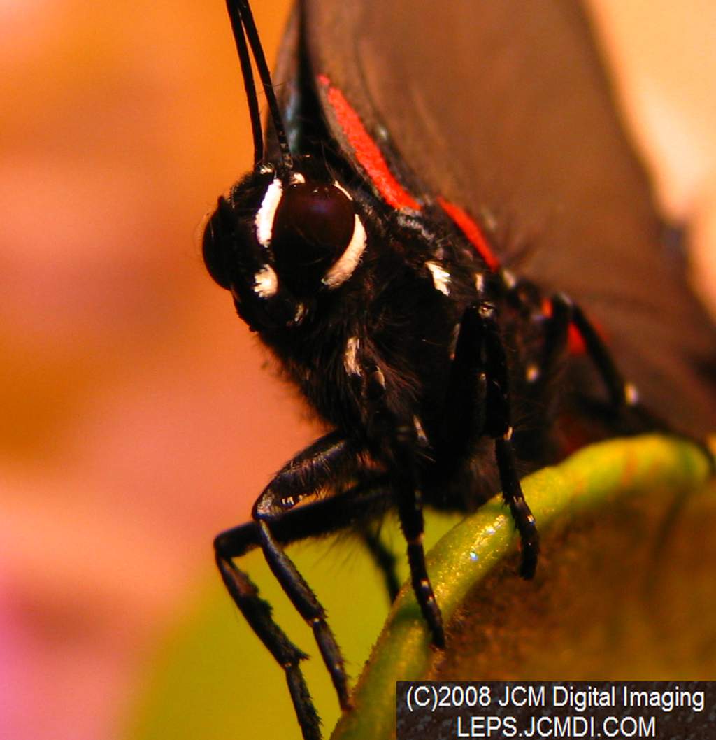 Great Purple Hairstreak Butterfly Life Cycle Image JCMDI.COM