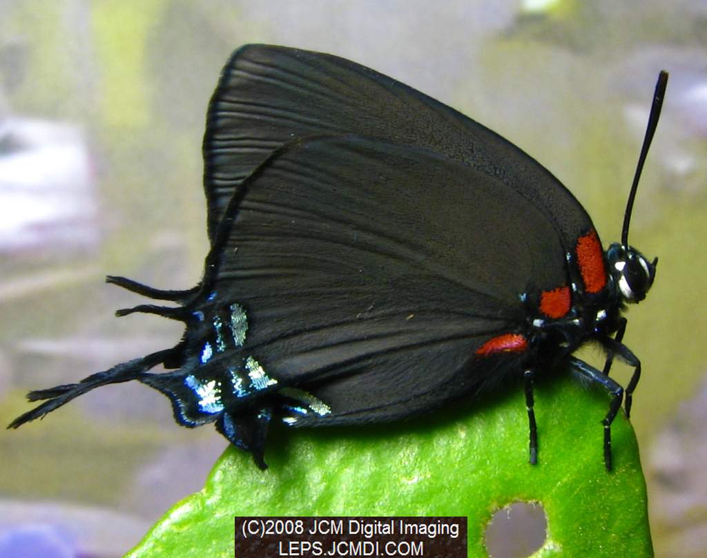 Great Purple Hairstreak Butterfly Life Cycle Image JCMDI.COM