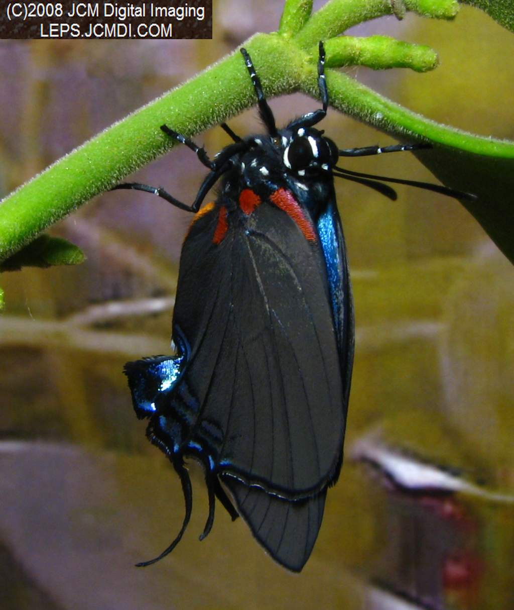 Great Purple Hairstreak Butterfly Life Cycle Image JCMDI.COM