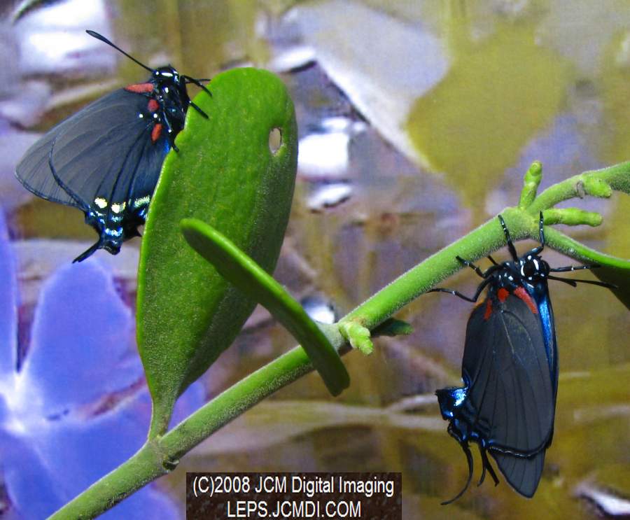 Great Purple Hairstreak Butterfly Life Cycle Image JCMDI.COM
