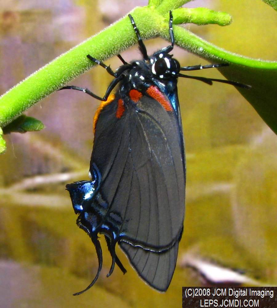Great Purple Hairstreak Butterfly Life Cycle Image JCMDI.COM