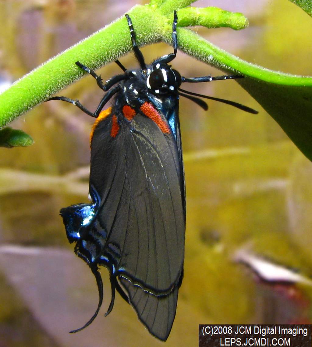 Great Purple Hairstreak Butterfly Life Cycle Image JCMDI.COM