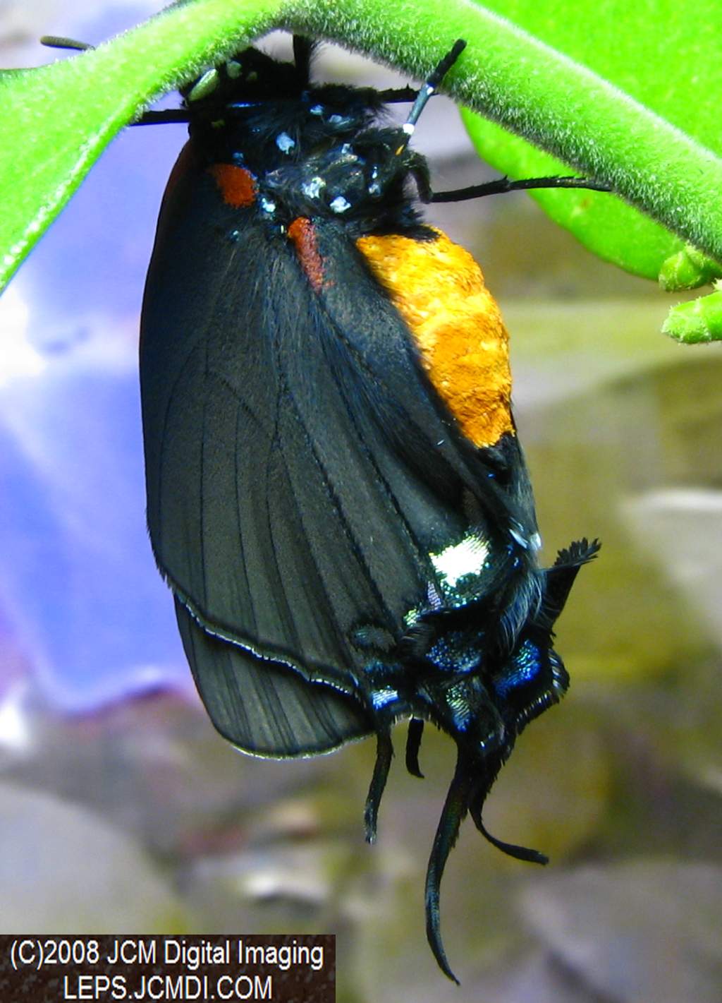 Great Purple Hairstreak Butterfly Life Cycle Image JCMDI.COM