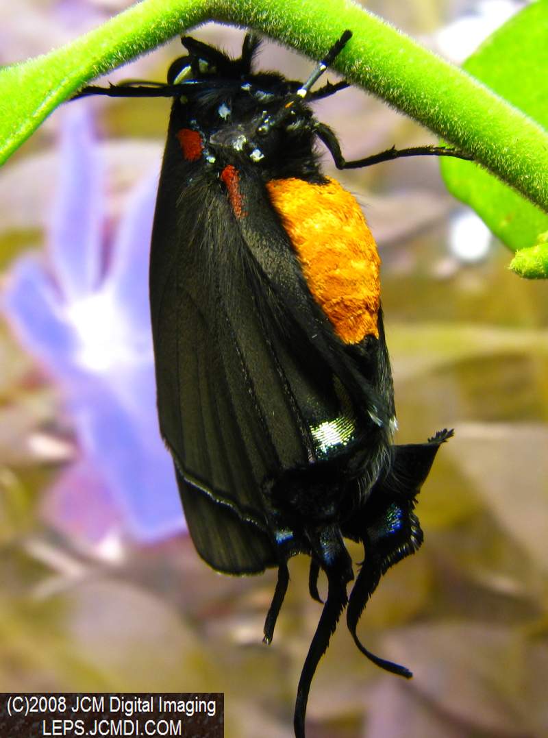 Great Purple Hairstreak Butterfly Life Cycle Image JCMDI.COM