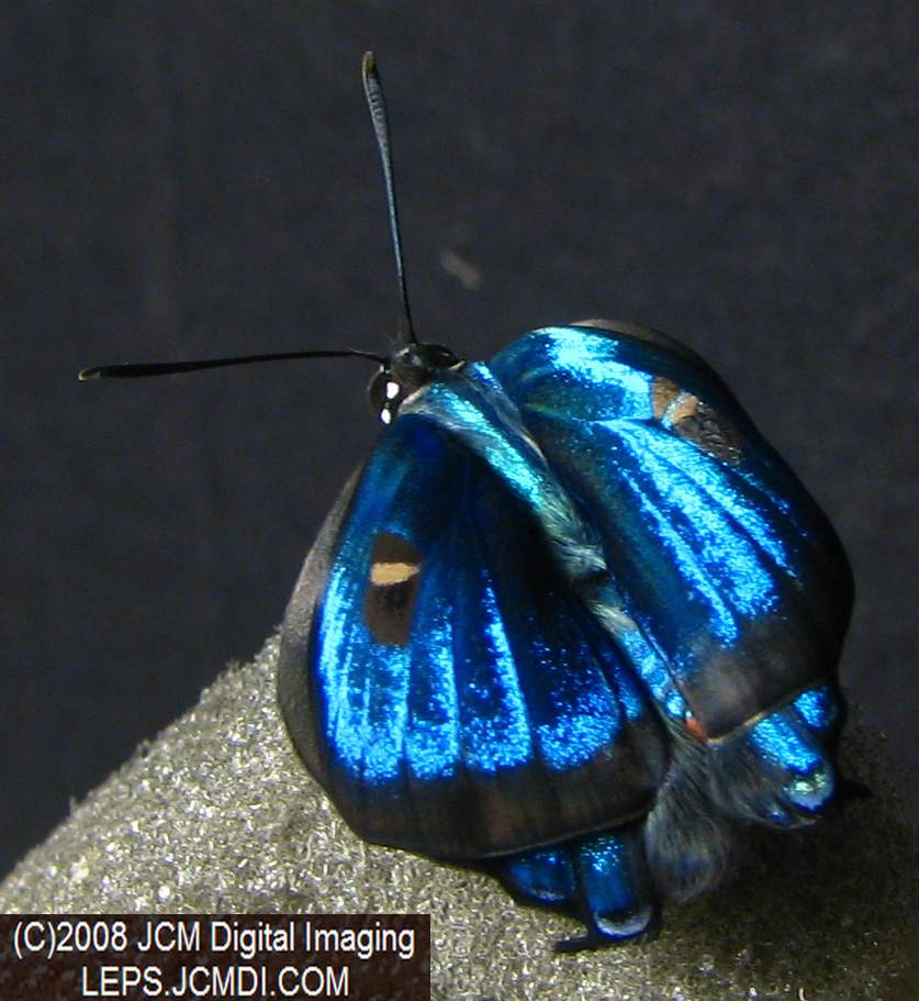 Great Purple Hairstreak Butterfly Life Cycle Image JCMDI.COM