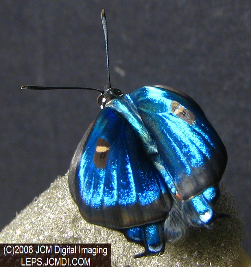 Great Purple Hairstreak Butterfly Life Cycle Image JCMDI.COM