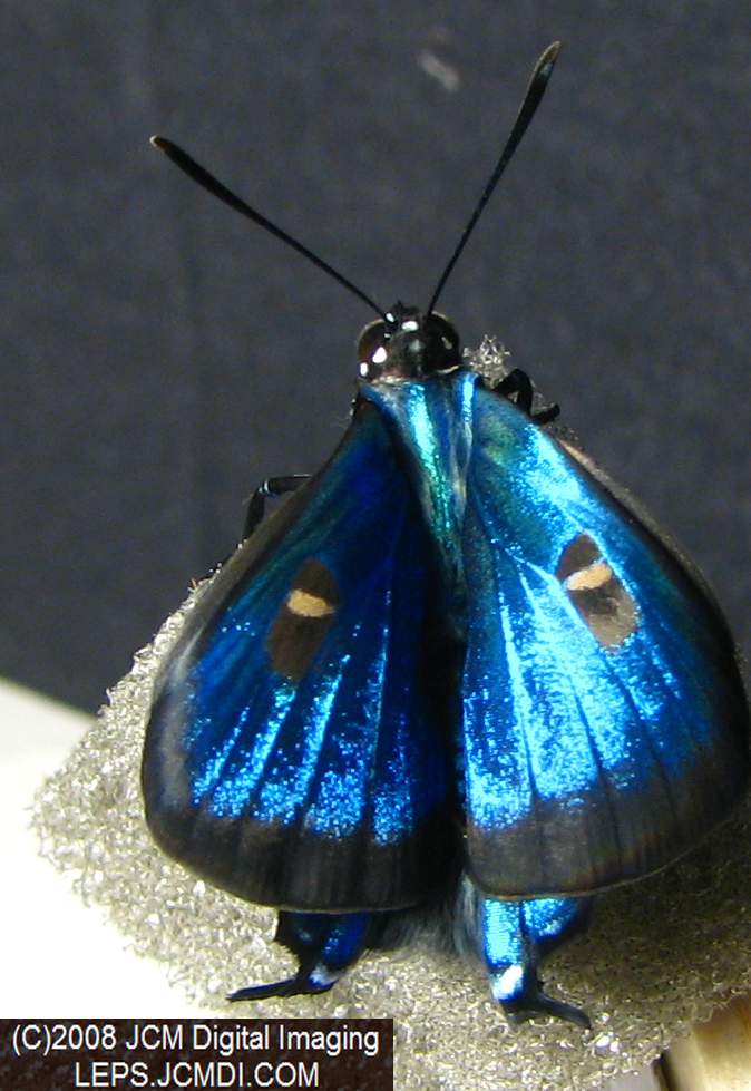 Great Purple Hairstreak Butterfly Life Cycle Image JCMDI.COM
