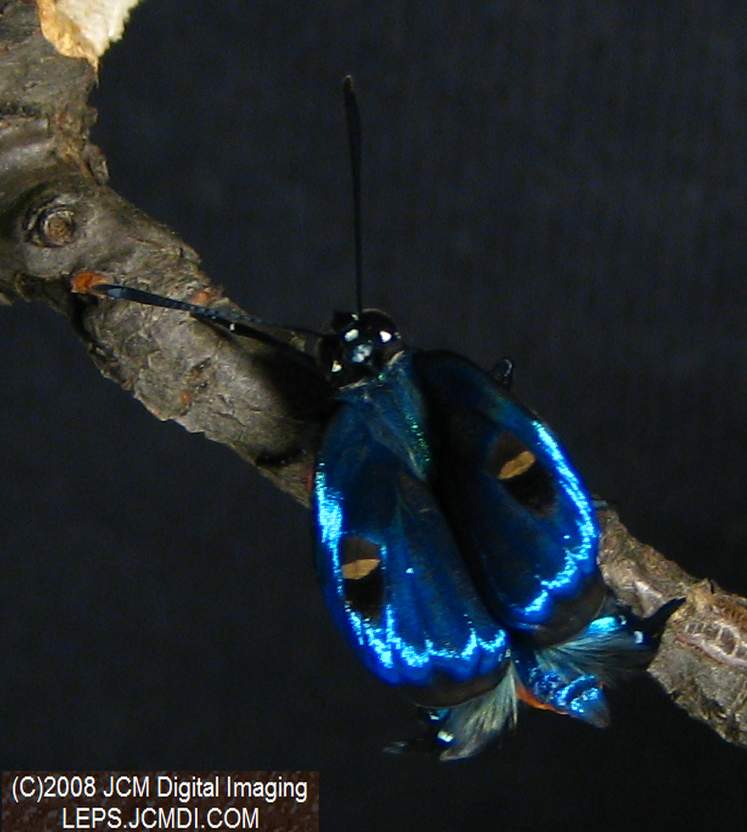 Great Purple Hairstreak Butterfly Life Cycle Image JCMDI.COM