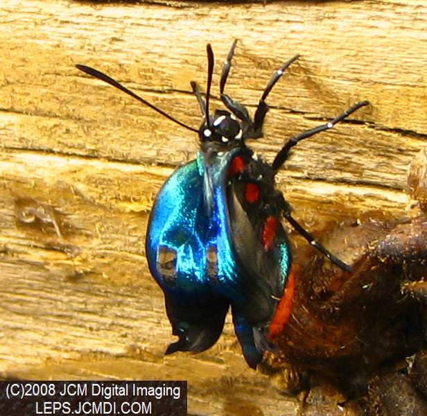 Great Purple Hairstreak Butterfly Life Cycle Image JCMDI.COM
