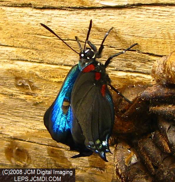 Great Purple Hairstreak Butterfly Life Cycle Image JCMDI.COM
