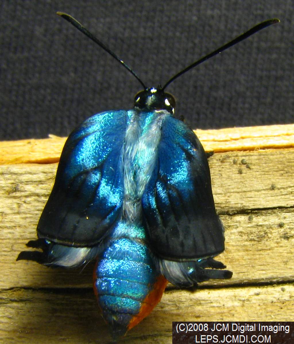 Great Purple Hairstreak Butterfly Life Cycle Image JCMDI.COM