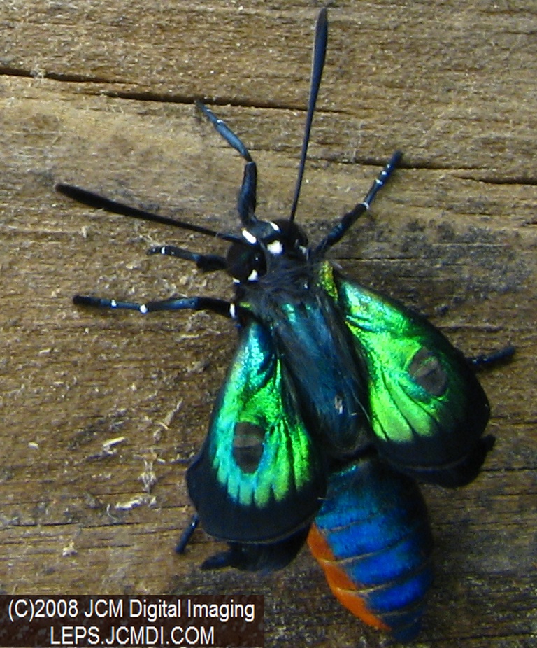 Great Purple Hairstreak Butterfly Life Cycle Image JCMDI.COM