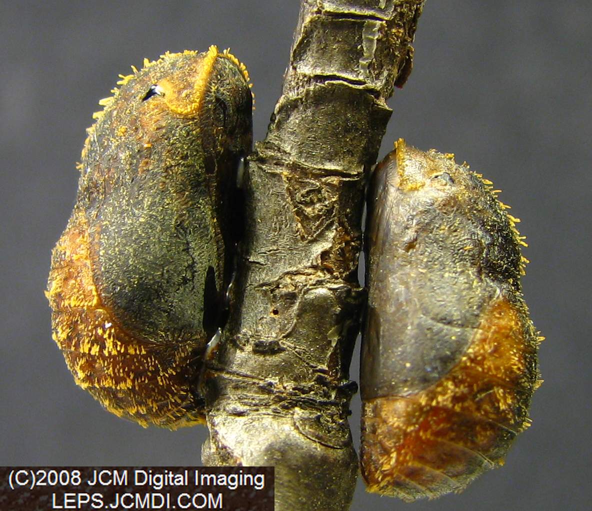 Great Purple Hairstreak Butterfly Life Cycle Image JCMDI.COM