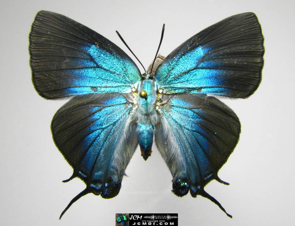 Great Purple Hairstreak Butterfly Life Cycle Image JCMDI.COM