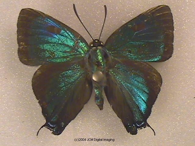 Great Purple Hairstreak Butterfly Life Cycle Image JCMDI.COM