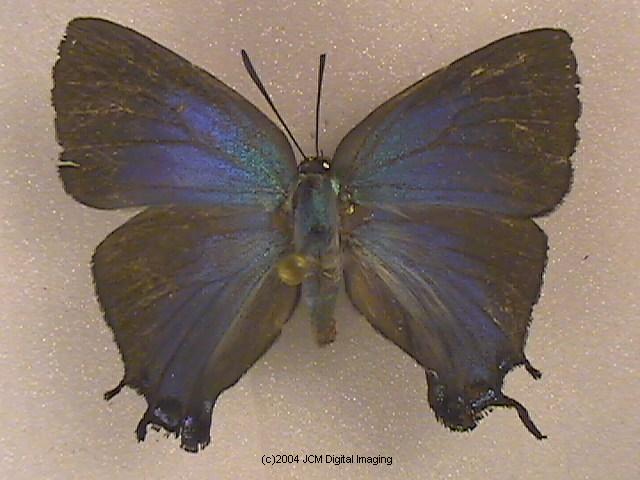 Great Purple Hairstreak Butterfly Life Cycle Image JCMDI.COM