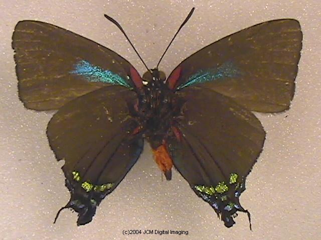 Great Purple Hairstreak Butterfly Life Cycle Image JCMDI.COM