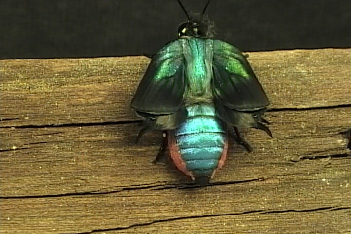 Great Purple Hairstreak Butterfly Life Cycle Image JCMDI.COM