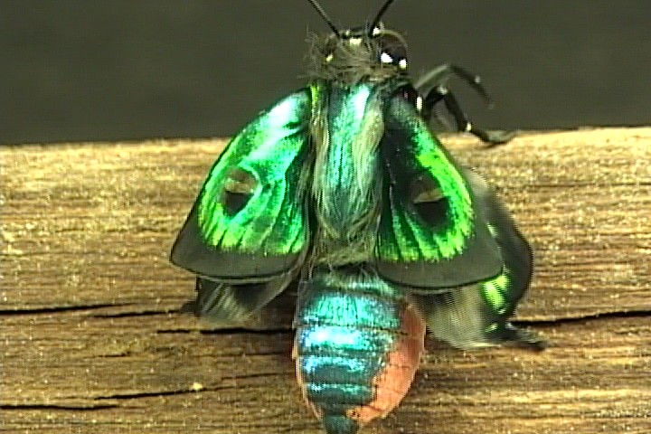 Great Purple Hairstreak Butterfly Life Cycle Image JCMDI.COM