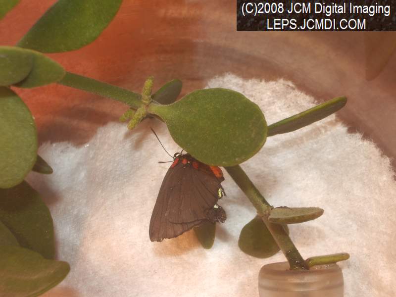 Great Purple Hairstreak Butterfly Life Cycle Image JCMDI.COM