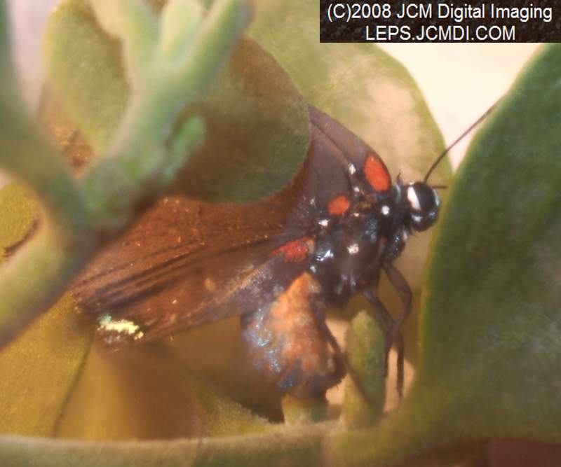 Great Purple Hairstreak Butterfly Life Cycle Image JCMDI.COM
