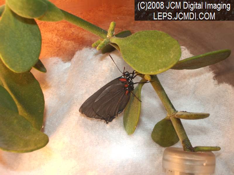 Great Purple Hairstreak Butterfly Life Cycle Image JCMDI.COM