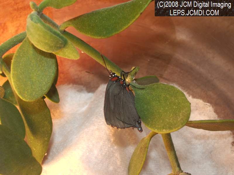 Great Purple Hairstreak Butterfly Life Cycle Image JCMDI.COM