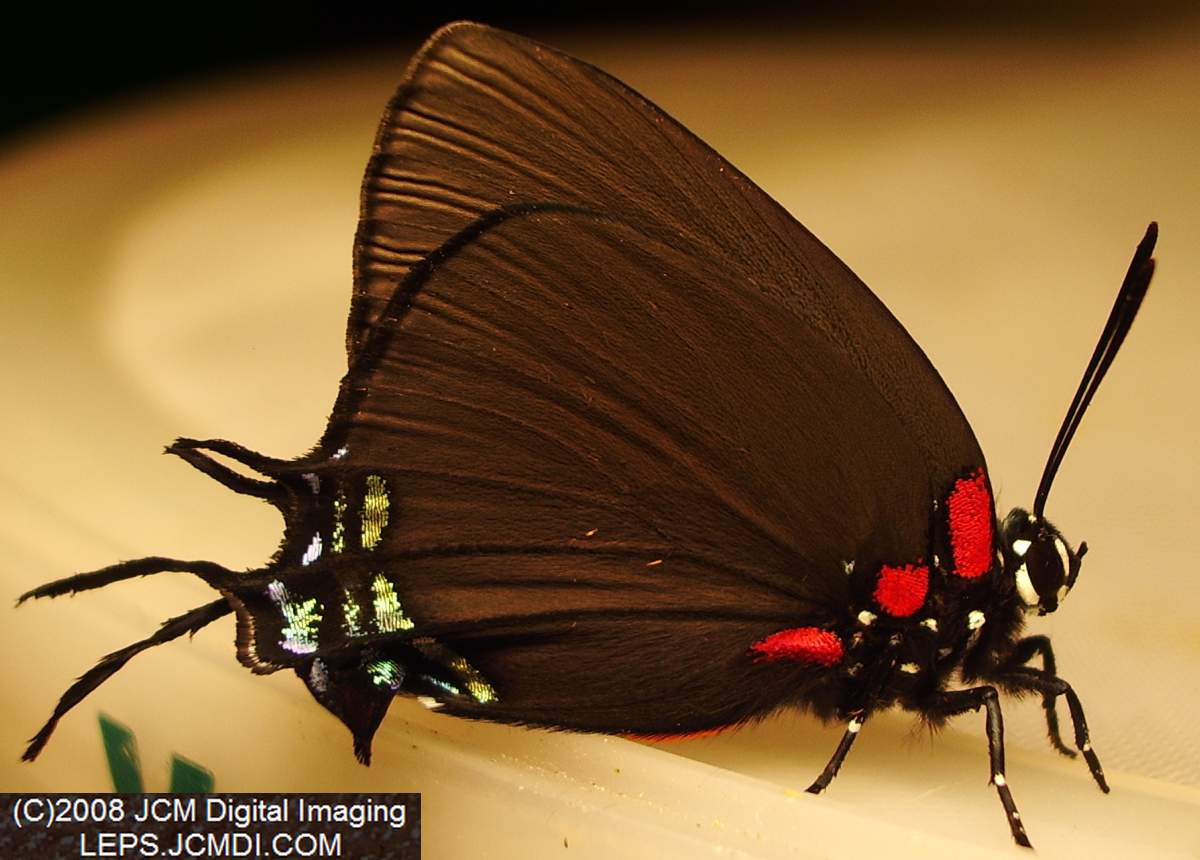 Great Purple Hairstreak Butterfly Life Cycle Image JCMDI.COM