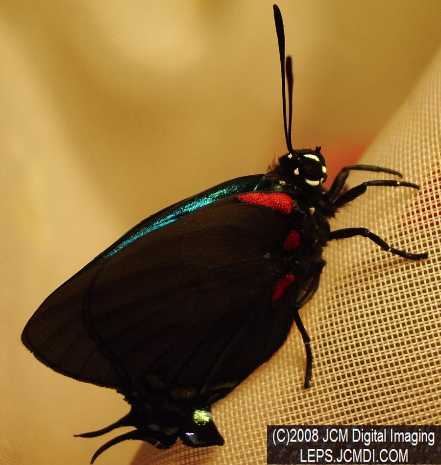 Great Purple Hairstreak Butterfly Life Cycle Image JCMDI.COM