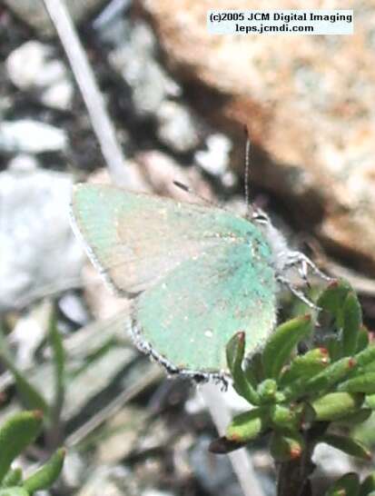 Callophyrs dumetorium dumetorium (Bramble Hairstreak) images