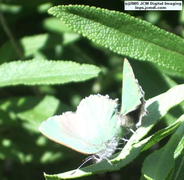 Callophyrs dumetorium dumetorium (Bramble Hairstreak) images