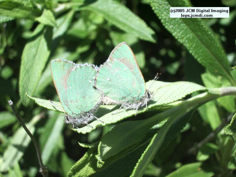 Callophyrs dumetorium dumetorium (Bramble Hairstreak) images