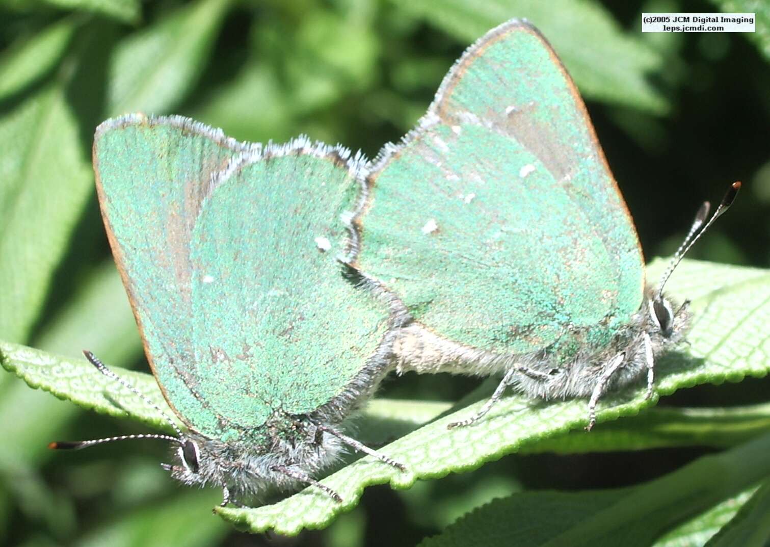 Callophyrs dumetorium dumetorium (Bramble Hairstreak) images