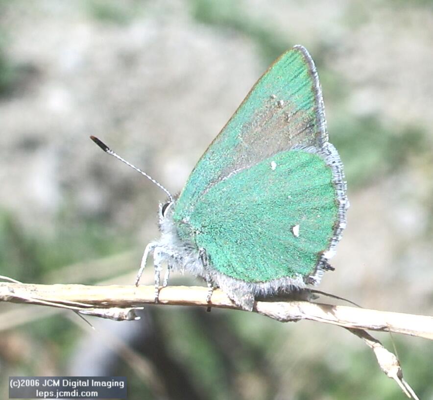 Callophyrs dumetorium dumetorium (Bramble Hairstreak) images