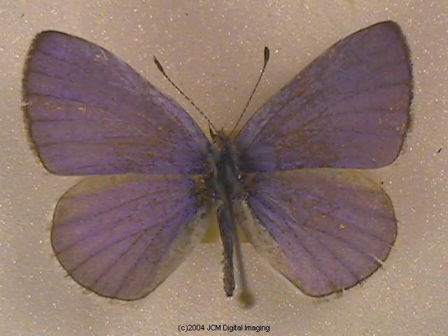 Celastrina argiolus echo (Echo Blue Butterfly) image