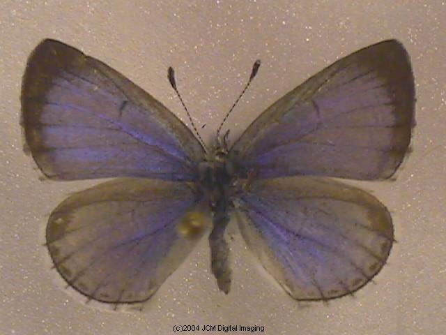 Celastrina argiolus echo (Echo Blue Butterfly) image