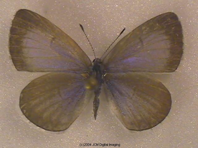 Celastrina argiolus echo (Echo Blue Butterfly) image