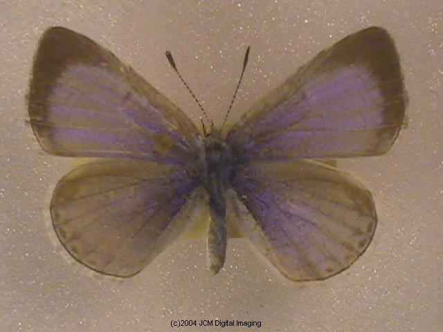 Celastrina argiolus echo (Echo Blue Butterfly) image
