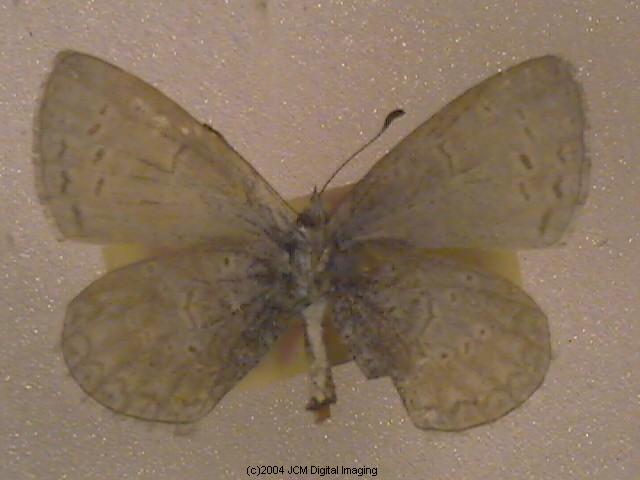 Celastrina argiolus echo (Echo Blue Butterfly) image