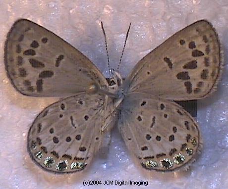 Plebejus emigdionis (San Emigdio Blue Butterfly) image