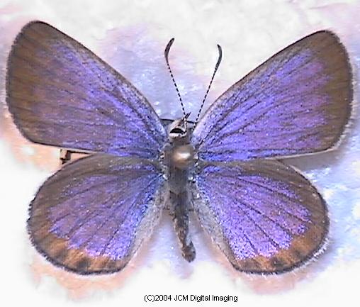 Plebejus emigdionis (San Emigdio Blue Butterfly) image
