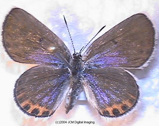 Plebejus emigdionis (San Emigdio Blue Butterfly) image